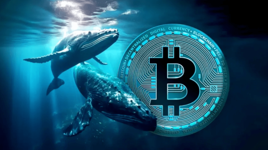 Bitcoin Whale Movement News Tracker